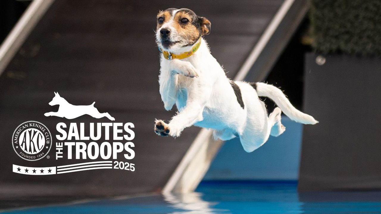 AKC Salutes The Troops: Dog Sports Highlights
